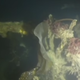 Photo: CTV News/YouTube (footage from Arctic Research Foundation)